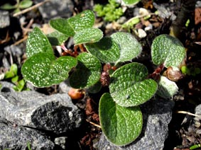 Salix reticulata